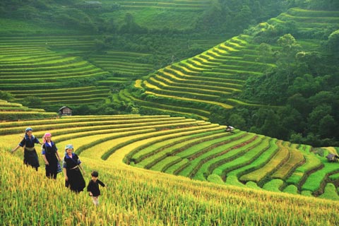 Sapa Tour: Visit Cat Cat village, trekking Ta Phin and transfer by Bus