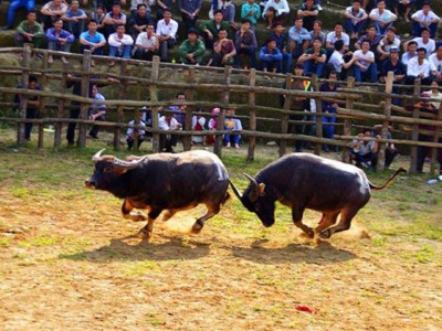 The buffalo fighting in Festival Lunar New Year at Bao Thang